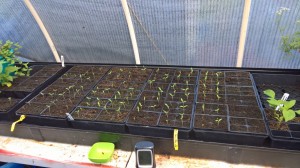Tomato Seedlings 8 Days   